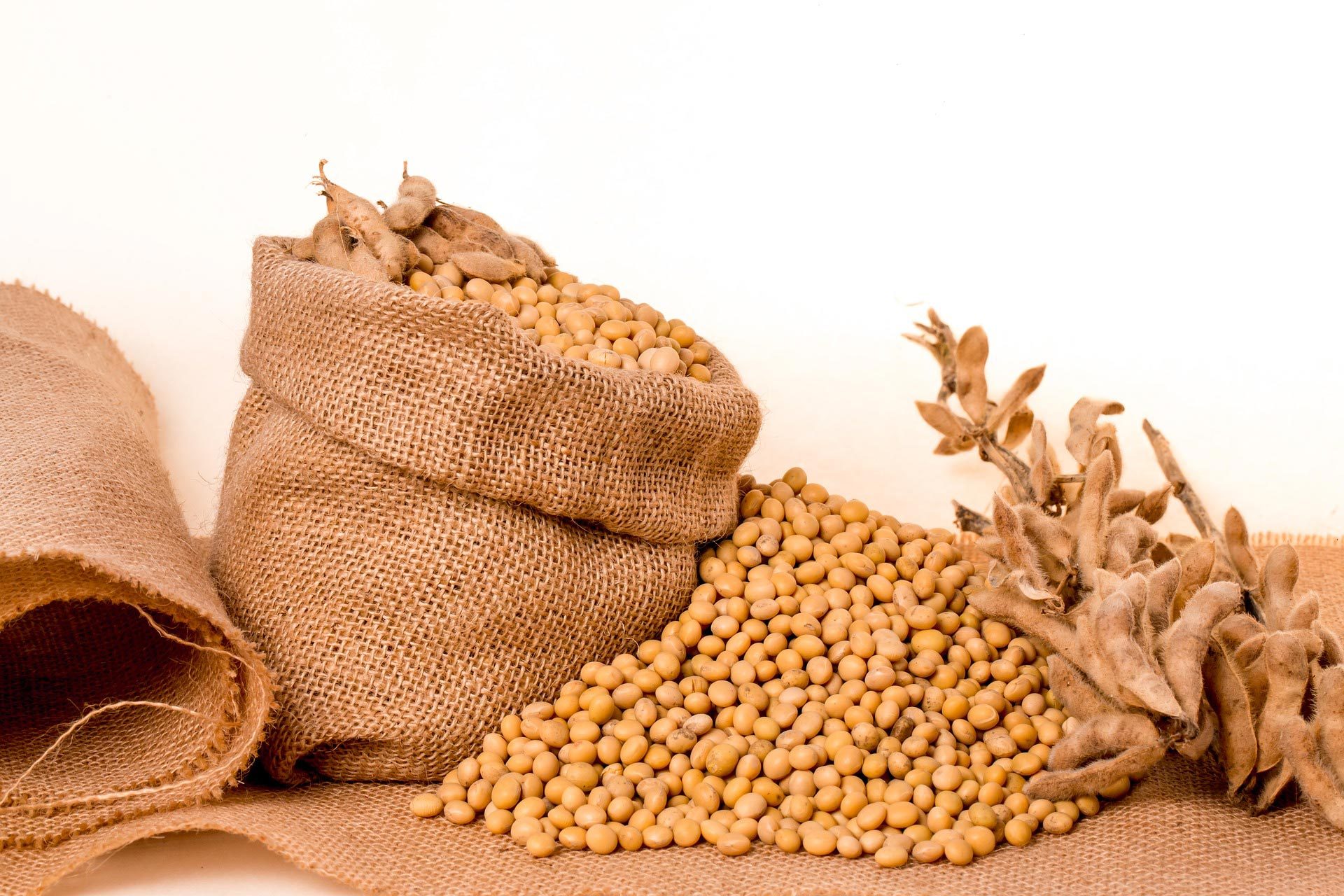 Soybeans / Grains